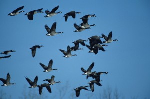 earthtalkmigratorybirds PHOTO: Tom Brakefield, Getty Images